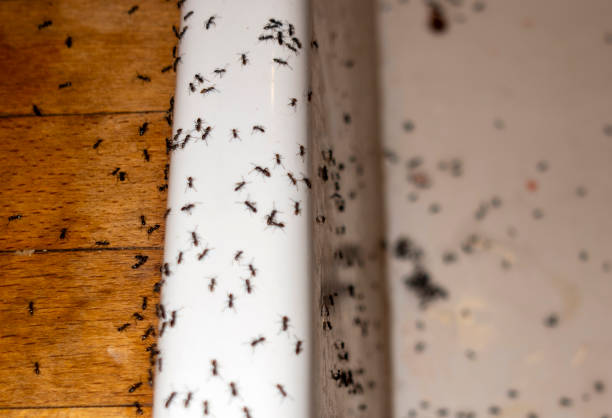Best Best Pest Control Companies  in Eastman, GA